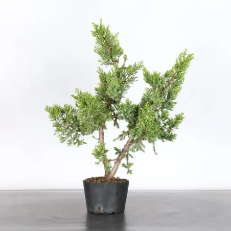 GENÉVRIER "JUNIPERUS FORMOSA" 2-9