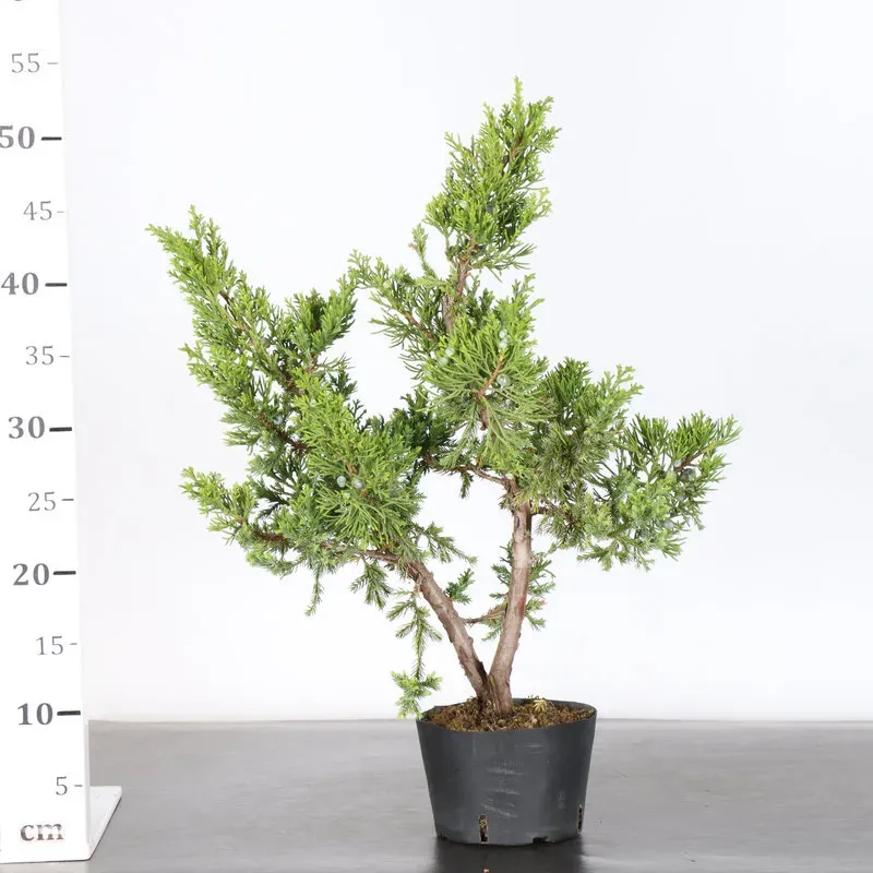 image supplémentaire - JUNIPERUS CHINENSIS FORMOSA...