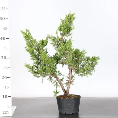 image supplémentaire - JUNIPERUS CHINENSIS FORMOSA...