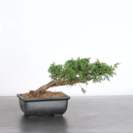 JUNIPER "JUNIPERUS KISHU" 2-10