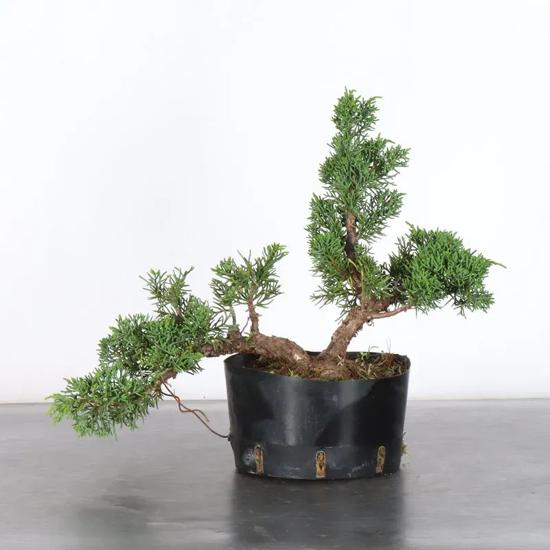 GENÉVRIER "JUNIPERUS KISHU" 2-12