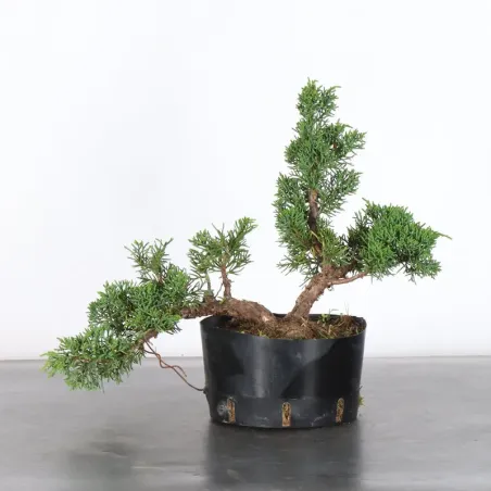 GENÉVRIER "JUNIPERUS KISHU" 2-12