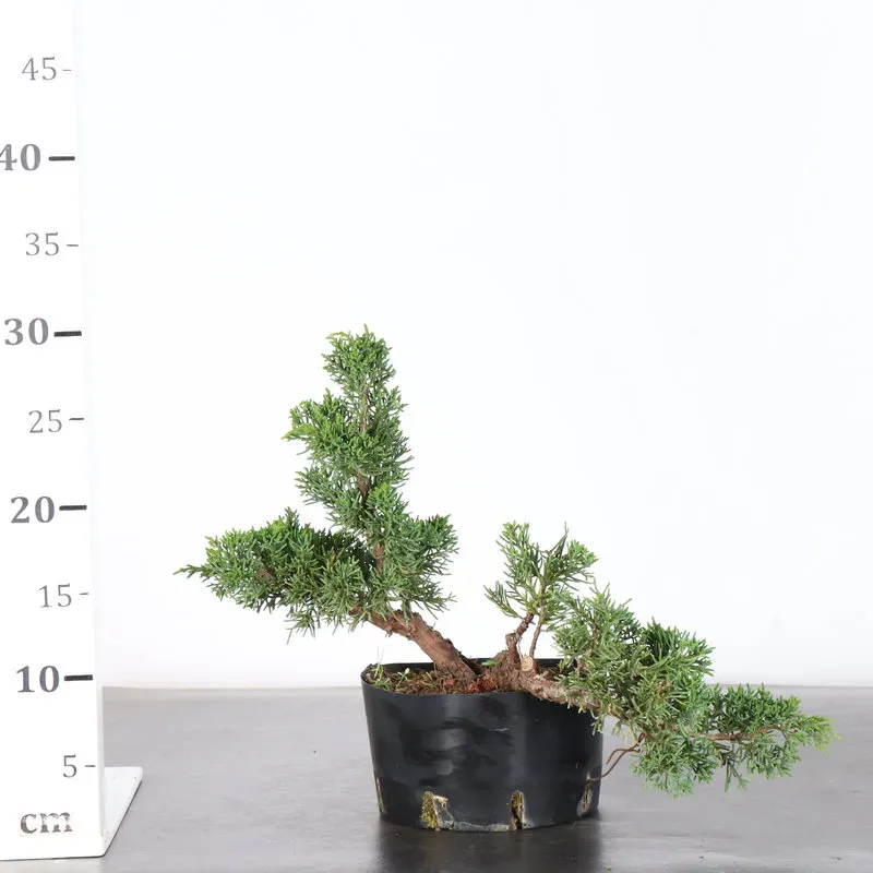 image supplémentaire - GENÉVRIER "JUNIPERUS KISHU"...