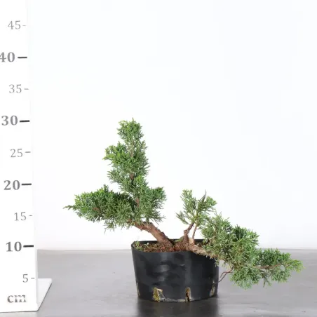 image supplémentaire - JUNIPER "JUNIPERUS KISHU" 2-12