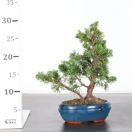 image supplémentaire - GENÉVRIER "JUNIPERUS KISHU"...