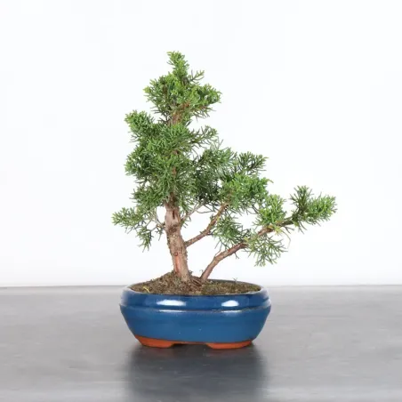 JUNIPER "JUNIPERUS KISHU" 2-13