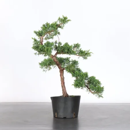 JUNIPER "JUNIPERUS KISHU" 2-15