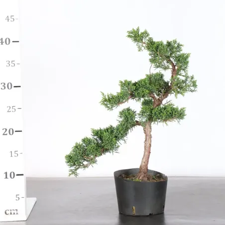 image supplémentaire - GENÉVRIER "JUNIPERUS KISHU"...