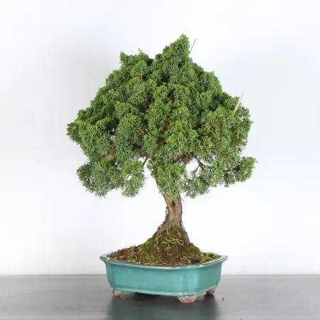 image supplémentaire - JUNIPERUS CHINENSIS KISHU 3-1