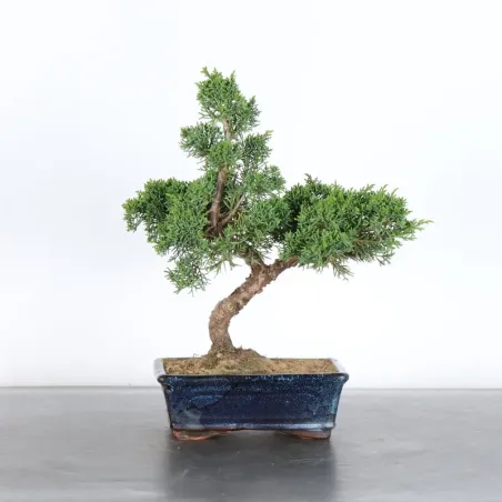 GENÉVRIER "JUNIPERUS KISHU" 3-2