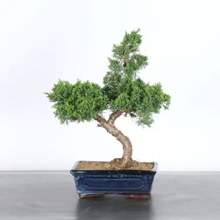 image supplémentaire - GENÉVRIER "JUNIPERUS KISHU"...