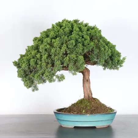 GENÉVRIER "JUNIPERUS KISHU" 3-3 (pot fissuré)