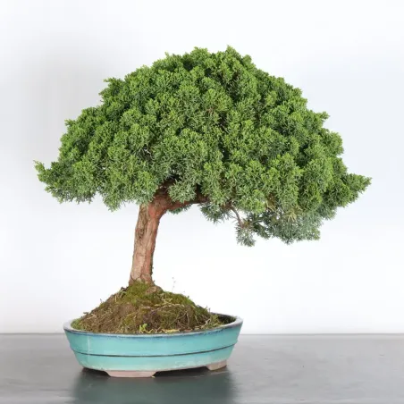 image supplémentaire - GENÉVRIER "JUNIPERUS KISHU"...