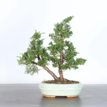 GENÉVRIER "JUNIPERUS KISHU" 3-4