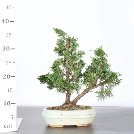 image supplémentaire - GENÉVRIER "JUNIPERUS KISHU"...
