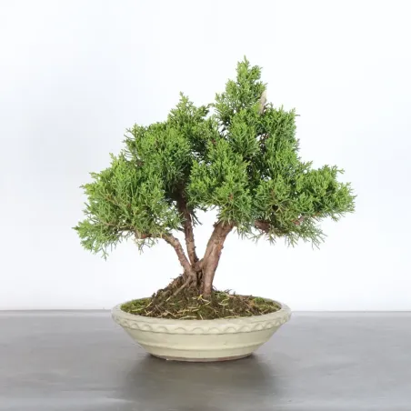 GENÉVRIER "JUNIPERUS KISHU" 3-5