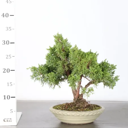 image supplémentaire - JUNIPERUS CHINENSIS KISHU 3-5