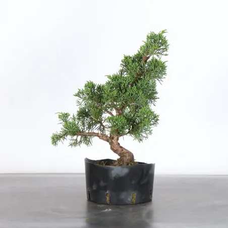 GENÉVRIER "JUNIPERUS KISHU" 3-6