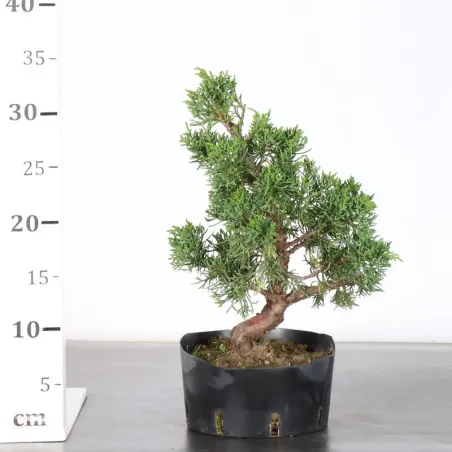 image supplémentaire - GENÉVRIER "JUNIPERUS KISHU"...