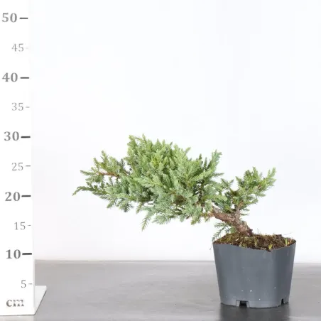 image supplémentaire - PREBONSAI GENÉVRIER...