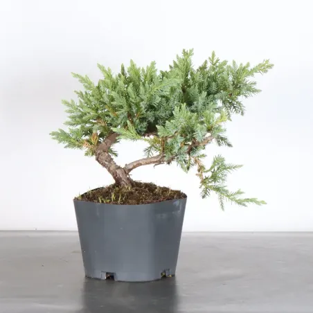 PREBONSAI GENÉVRIER Juniperus horizontalis "Blue Chip" 3-7