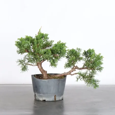 GENÉVRIER "JUNIPERUS KISHU" 3-8