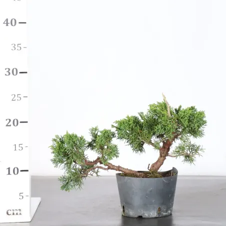 image supplémentaire - GENÉVRIER "JUNIPERUS KISHU"...