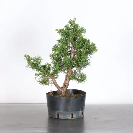 GENÉVRIER "JUNIPERUS KISHU" 3-11