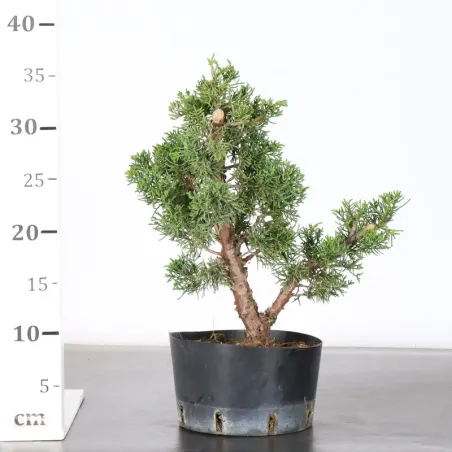 image supplémentaire - GENÉVRIER "JUNIPERUS KISHU"...