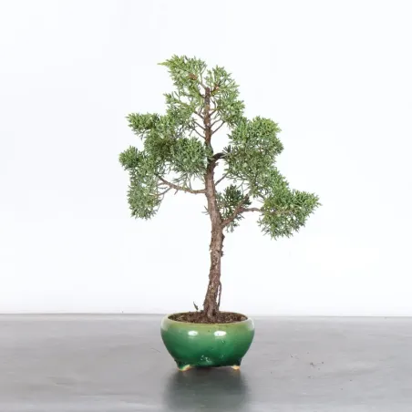 JUNIPER "JUNIPERUS KISHU" 3-12