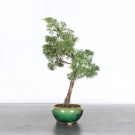 image supplémentaire - JUNIPER "JUNIPERUS KISHU" 3-12