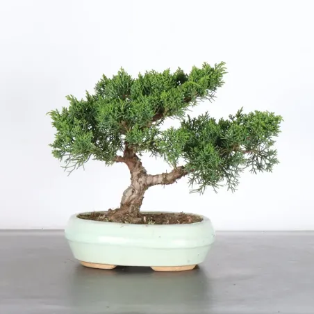 GENÉVRIER "JUNIPERUS KISHU" 3-13