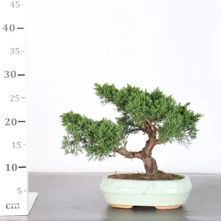 image supplémentaire - GENÉVRIER "JUNIPERUS KISHU"...