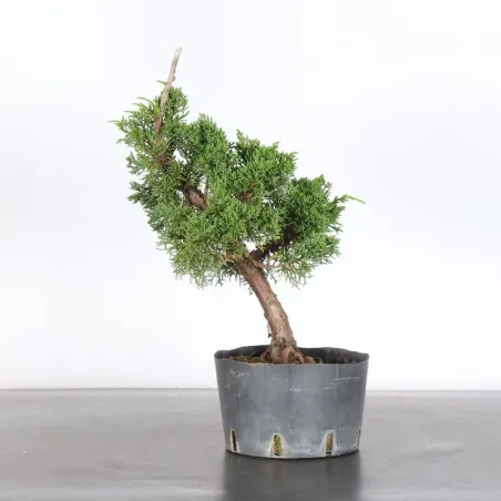 GENÉVRIER "JUNIPERUS KISHU" 3-15