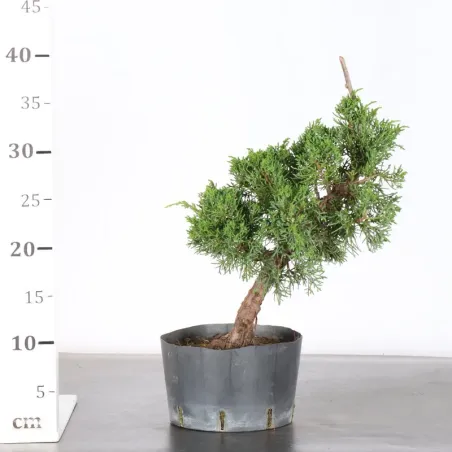 image supplémentaire - JUNIPERUS KISHU 3-15