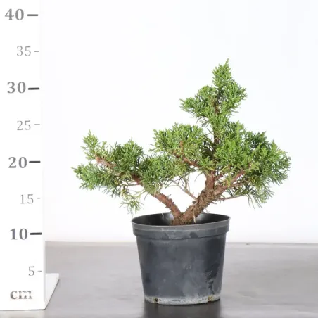 image supplémentaire - GENÉVRIER "JUNIPERUS KISHU"...