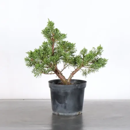 JUNIPERUS KISHU 3-16