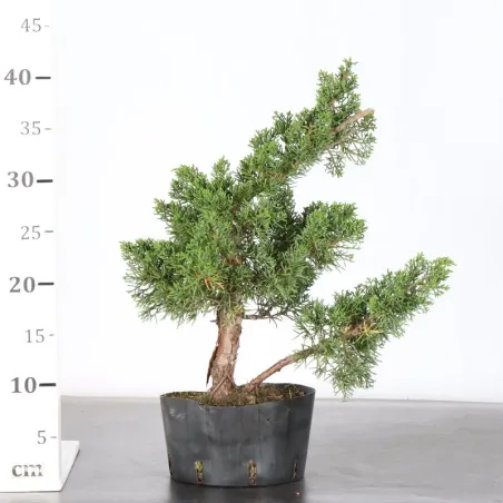 image supplémentaire - PREBONSAI GENÉVRIER...