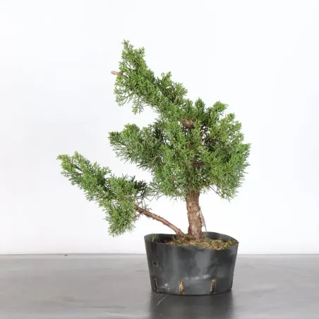 PREBONSAI JUNIPERUS KISHU 4-2