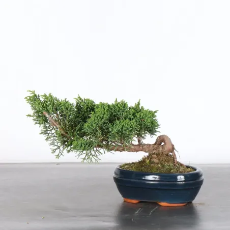 GENÉVRIER "JUNIPERUS KISHU" 4-4