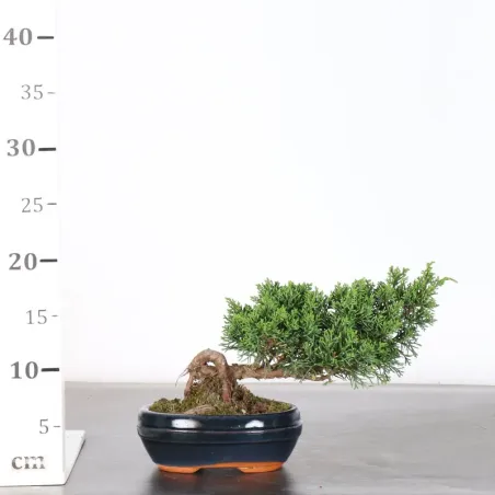 image supplémentaire - GENÉVRIER "JUNIPERUS KISHU"...