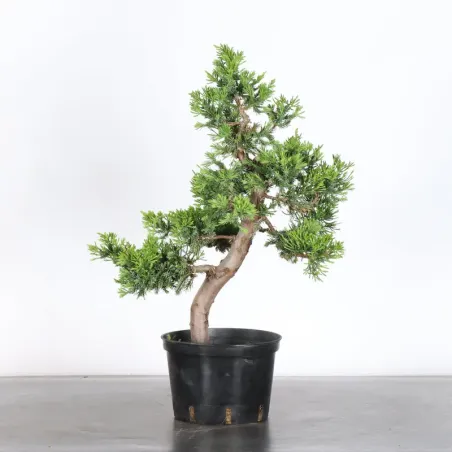 image supplémentaire - JUNIPER "JUNIPERUS...