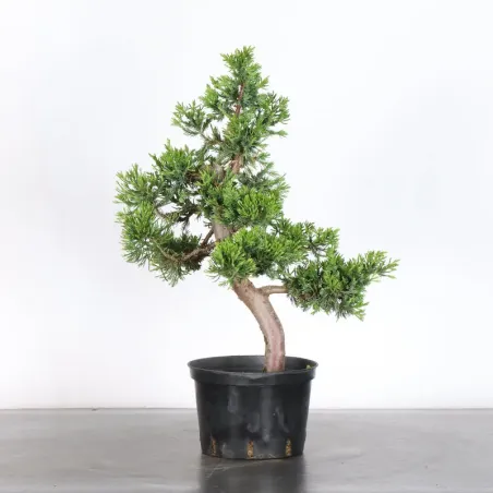 JUNIPER "JUNIPERUS CHINENSIS FORMOSA" 4-6