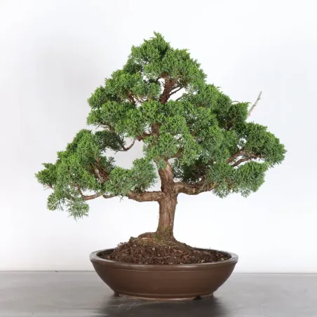 image supplémentaire - JUNIPERUS KISHU 4-7