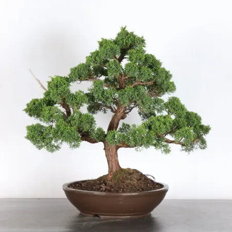 JUNIPERUS KISHU 4-7