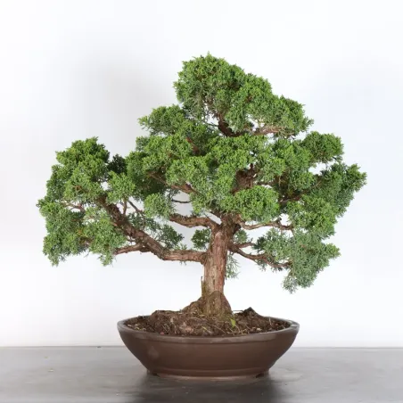 JUNIPERUS KISHU 4-10
