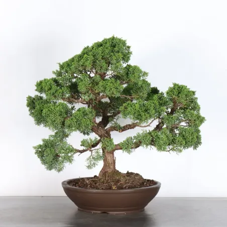 image supplémentaire - JUNIPERUS KISHU 4-10