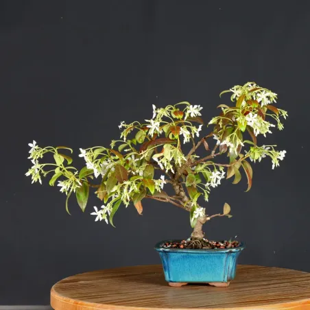 Bonsaï Jasmine