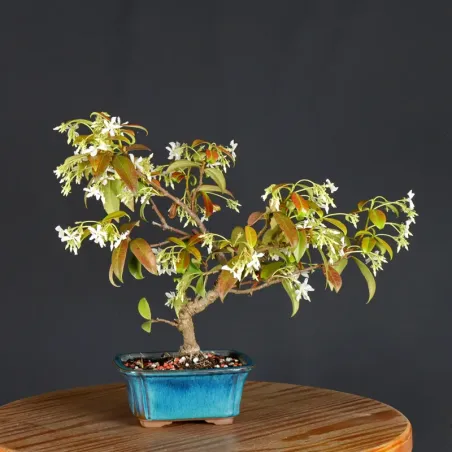 image supplémentaire - JASMINE "JASMINUM" 1-2