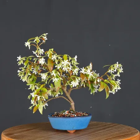 image supplémentaire - JASMINE "JASMINUM" 1-3